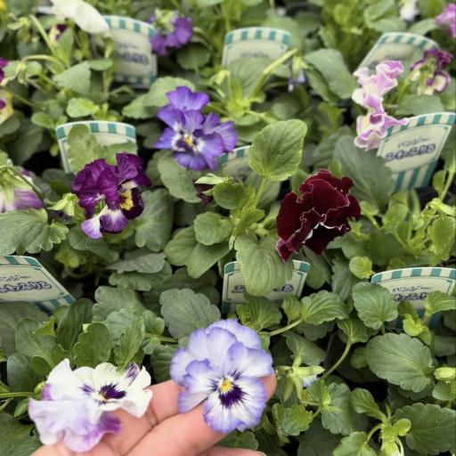 Instagramに投稿された画像