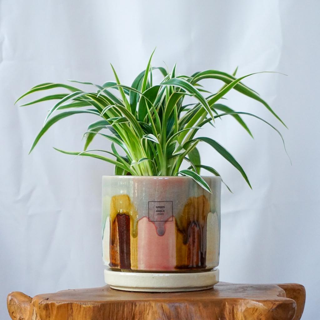 【シャムオリヅルラン】信楽焼き*一点モノ/送料込み