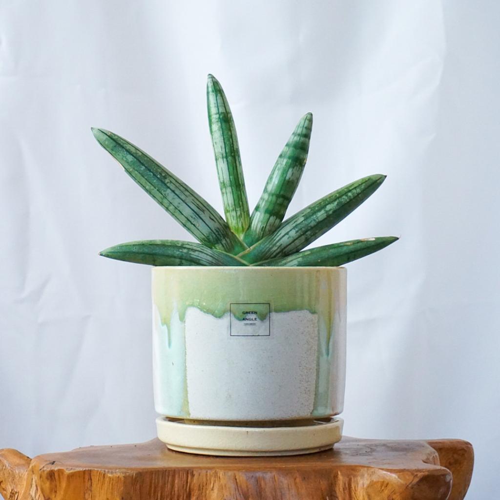 【サンスベリア・ボンセレンシス】信楽焼き*一点モノ/送料込み