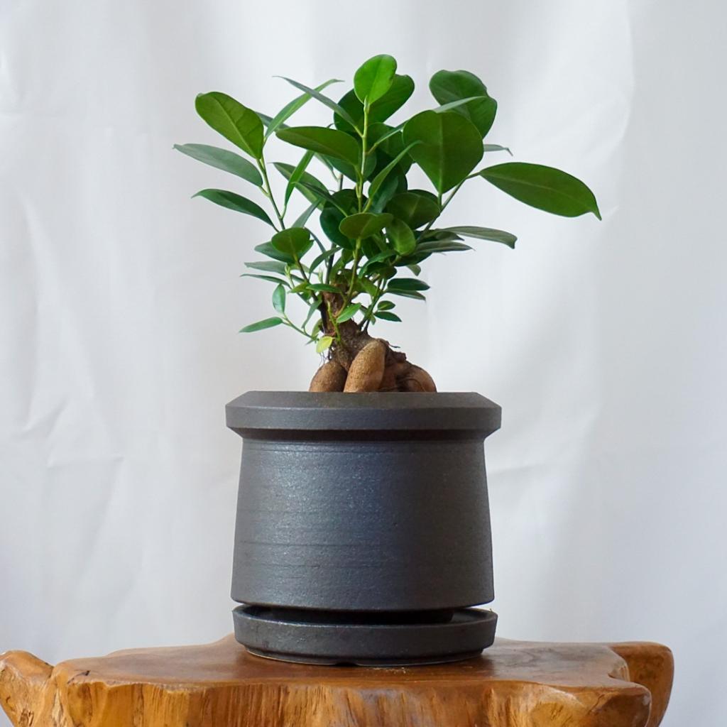 【ガジュマル】信楽焼き*複数商品/送料込み