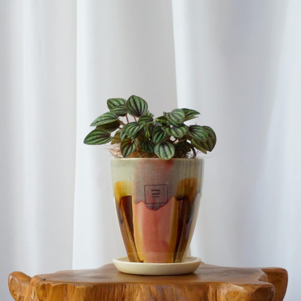 【ペペロミア・ペッパーミル】 信楽焼/一点モノ/送料込み