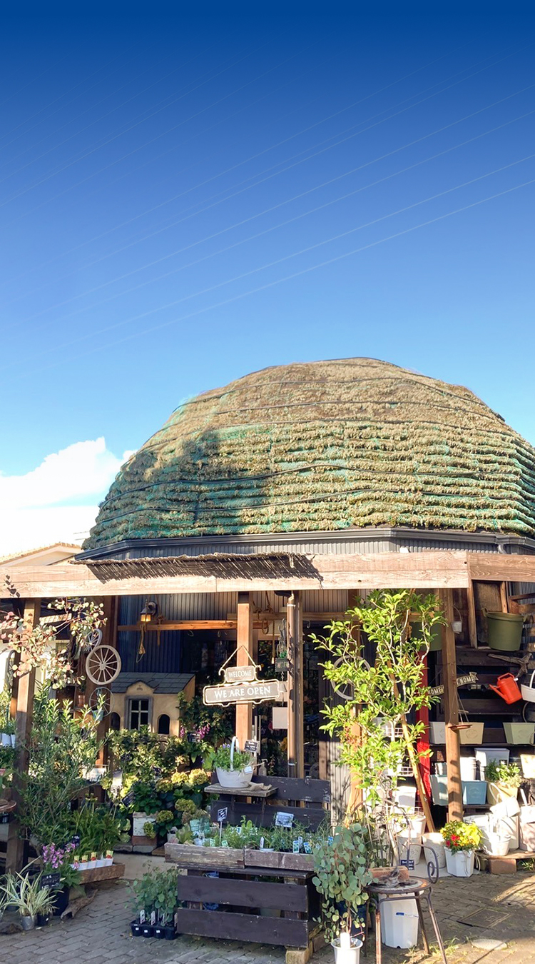 HANABOZE / GREEN ANGLE