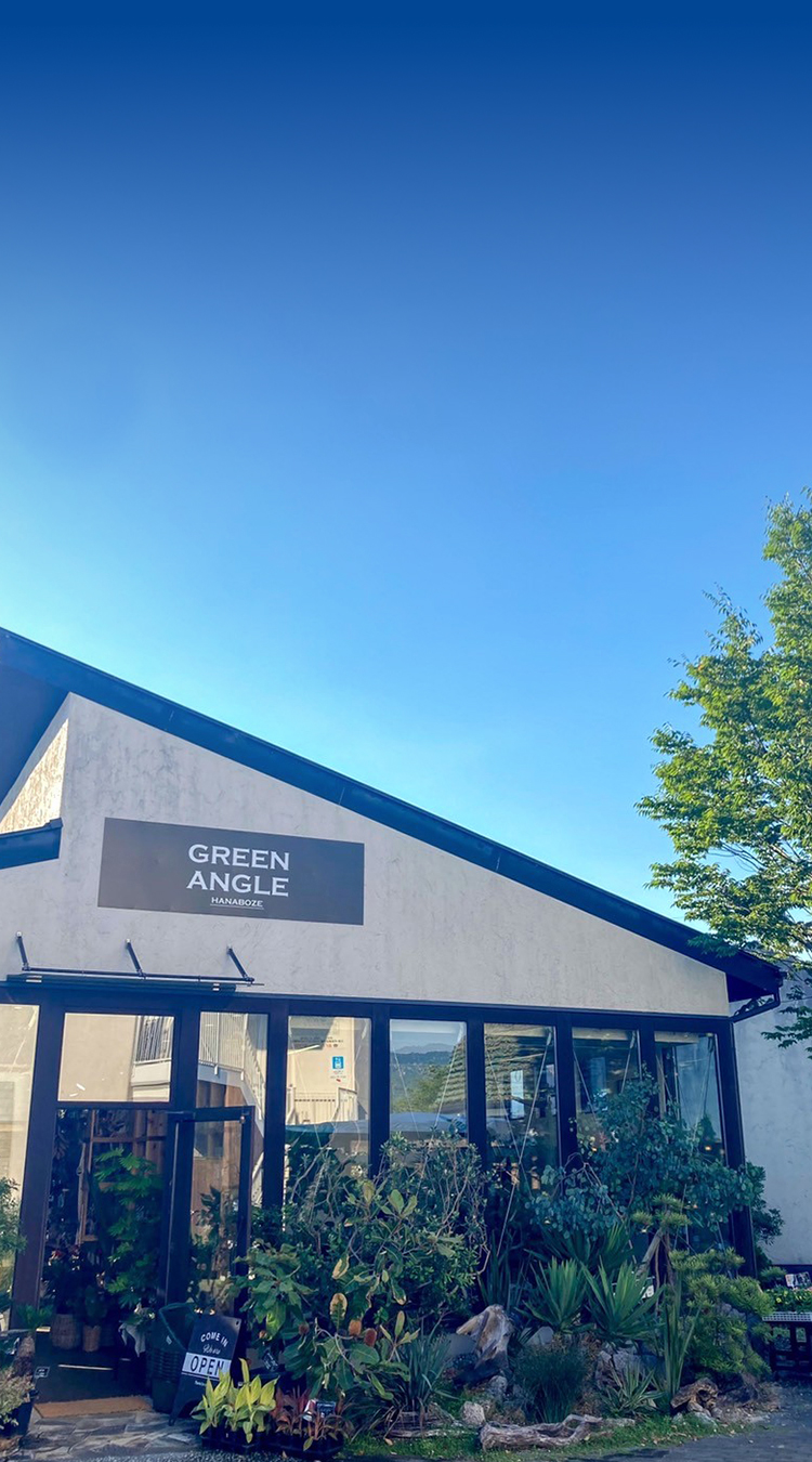 HANABOZE / GREEN ANGLE