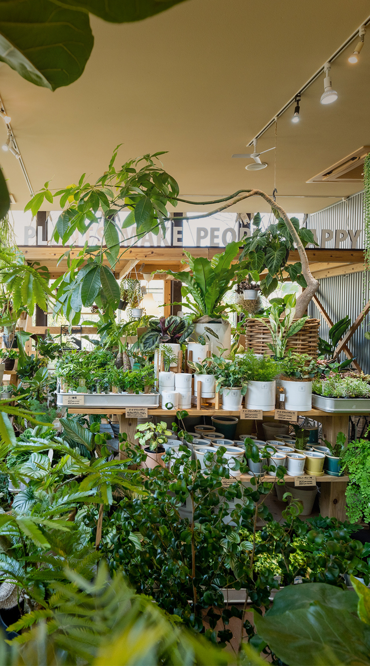 HANABOZE / GREEN ANGLE